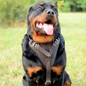 Кожаная коричневая шлейка для рабочего ротвейлера «Working Dog»